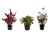 Tropica Pflanzen Set mit 3 schönen roten Topf Pflanzen Aquariumpflanzenset Nr.13 Wasserpflanzen Aquarium Aquariumpflanzen Foto, neu 2024, bester Preis 15,44 € Rezension