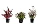 Foto Tropica Pflanzen Set mit 3 schönen roten Topf Pflanzen Aquariumpflanzenset Nr.13 Wasserpflanzen Aquarium Aquariumpflanzen Rezension
