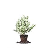 Perfect Plants Premier Blueberry Live Plant, 1 Gallon, Includes Care Guide Photo, new 2024, best price $25.98 review