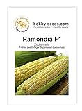 Gemüsesamen Maissamen Ramondia F1 Zuckermais Portion Foto, neu 2024, bester Preis 2,35 € Rezension