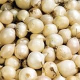 (20) Sweet White Ebanezer Onion Sets for Growing Your Own Onions for Great Tasting Vegetables Photo, new 2024, best price $10.69 review