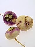 Magic Garden Seeds Herbstrüben 'Runde, Weiße, Rotköpfige' (Brassica rapa SSP. rapa) 500 Samen Mairübe Foto, neu 2024, bester Preis 3,25 € Rezension