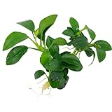 Anubias nana Petite, Wasserpflanze Loose mit Wurzeln, Kleine Anubias Foto, neu 2024, bester Preis 3,99 € Rezension
