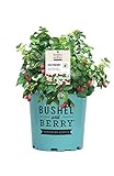 Premier Plant Solutions 19858 Bushel and Berry Dwarf Thornless Red (Rubus) Strawberry, 2 Gallon, Raspberry Shortcake Photo, new 2024, best price $59.95 review