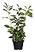 Foto Prunus lauroc winterharte Heckenpflanze Kirschlorbeer 40-60cm im Topf gewachsen Rezension