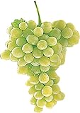 5 graines de raisin blanc Raisins de table frais Photo, nouveau 2024, meilleur prix 13,97 € examen