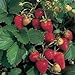 Photo 100 ALPINE STRAWBERRY Fragaria Vesca Fruit Berry Seeds review