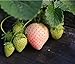 Photo Heirloom Milk Strawberry 200+ Seeds review