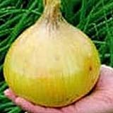Ailsa Craig Exhibition Onions Seeds (25+ Seeds) Photo, new 2024, best price $4.69 review