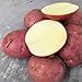 Foto 200 Stück Kartoffelsamen Schnell wachsende hoch ertragreiche rote hoch ertragreiche Gemüsesamen für den Garten - Kartoffelsamen Rezension