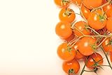 Sunsugar Hybrid - Tomato Seeds Photo, new 2024, best price $6.99 review