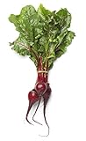 Beet Seeds for Planting - Sprouting - Microgreens - About 500 Bulls Blood Vegetable Seeds to Plant! Photo, new 2024, best price $5.98 review