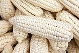 Weisser Mais - Zuckermais - 40 Samen - sehr süßer asiatischer Maissamen Foto, neu 2024, bester Preis 3,49 € Rezension