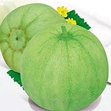 20 Seeds of Japanese Sakata Melon - Sweet Fragrant Melon - Green Muskmelon Seeds Photo, new 2024, best price $13.79 review