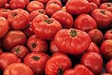 IB Prosperity Tomato VR Moscow (Determinate) 100mg Seeds for Planting, Solanum lycopersicum, Non-GMO, Non-Hybrid, Heirloom, Open Pollinated - High Germination Rate, Vegetable Gardening Seed Photo, new 2024, best price $6.99 review