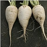 German Beer Radishes Seeds (20+ Seeds) | Non GMO | Vegetable Fruit Herb Flower Seeds for Planting | Home Garden Greenhouse Pack Photo, new 2024, best price $3.69 ($0.18 / Count) review