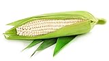 Silver Queen White Corn, 50 Heirloom Seeds Per Packet, Non GMO Seeds Photo, new 2024, best price $6.25 ($0.12 / Count) review