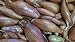 Foto 250 Samen Zwiebelsamen Echalion Zebrune - Zarter und ausgeprägter Geschmack - Unverzichtbar in der Küche - 100% natürlich - Geschmackliche Qualität - Garantiert keimfähig - Samen 100% reproduzierbar Rezension