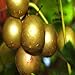 Photo 20 Seeds of Bronze White Muscadine Grape Seeds Wine OR Fresh Grapes review