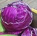 Photo Cabbage Red Acre Great Heirloom Vegetable by Seed Kingdom 700 Seeds review