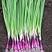 Photo Scallion “Red Beard” – Bunching Onion Type - Resilient Green Onion Variety | Heirlooms Seeds by Liliana's Garden | review