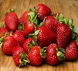 20 OZARK BEAUTY STRAWBERRY PLANTS - Organic Non GMO Heirloom Fruit - Bare Root Photo, new 2024, best price $25.95 ($1.30 / Ounce) review