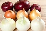 NIKA SEEDS - Vegetable Onion Rainbow Mix Neutral - 500 Seeds Photo, new 2024, best price $8.95 review