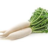 David's Garden Seeds Radish White Icicle 1243 (White) 200 Non-GMO, Heirloom Seeds Photo, new 2024, best price $3.45 review
