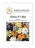 Orbis F1 Kürbissamen von Bobby-Seeds, Portion Foto, neu 2024, bester Preis 2,75 € Rezension