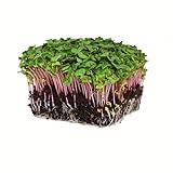 Radish Sprouting Seed - Red Arrow Variety - 1 Lb Seed Pouch - Heirloom Radish Sprouts - Non-GMO Sprouting and Microgreens Photo, new 2024, best price $19.58 review