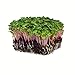 Photo Radish Sprouting Seed - Red Arrow Variety - 1 Lb Seed Pouch - Heirloom Radish Sprouts - Non-GMO Sprouting and Microgreens review