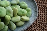 Broad Windsor Pole Fava Bean Seeds - Non-GMO Photo, new 2024, best price $5.99 ($5.45 / Ounce) review