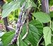 Photo Heirloom Rattlesnake Pole Bean Seeds by Stonysoil Seed Company review