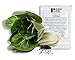 Photo 1000 Pak Choi Seeds for Planting - 3+ Grams - White Stem - Heirloom Non-GMO Vegetable Seeds for Planting - AKA Bok Choy, Pok Choi, Chinese Cabbage review