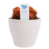 Costa Farms, Premium Live Indoor Desert Gems Orange Cacti, Tabletop Plant, White Gloss Euro Ceramic Decorator Pot, Shipped Fresh From Our Farm, Excellent Gift Photo, new 2024, best price $33.99 review