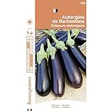 France Graines - Aubergine de Barbentane Photo, nouveau 2024, meilleur prix 4,95 € examen