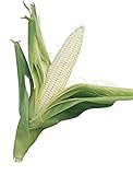 Burpee Silver Queen Sweet Corn Seeds 200 seeds Photo, new 2024, best price $6.97 ($0.03 / Count) review