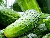 100 Boston Pickling Cucumber Seeds | Non-GMO | Fresh Garden Seeds Photo, new 2024, best price $6.58 ($0.07 / Count) review