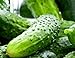 Photo 100 Boston Pickling Cucumber Seeds | Non-GMO | Fresh Garden Seeds review