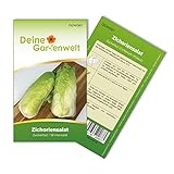 Zichoriensalat Zuckerhut Samen - Cichorium intybus - Salatsamen - Gemüsesamen - Saatgut für 150 Pflanzen Foto, neu 2024, bester Preis 1,99 € (0,01 € / stück) Rezension