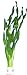 Foto vallisneria-tortifolia, Kleine Schrauben Vallisneria, Aquarienpflanzen, Wasserpflanzen Rezension
