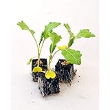 Gemüsepflanzen - Kohlrabi/Weisser - Brassica oleracea var. gongylodes - 12 Pflanzen Foto, neu 2024, bester Preis 5,90 € (0,49 € / Stück) Rezension
