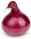Red Grano Onion Seeds, 300 Heirloom Seeds Per Packet, (Short Day) Non GMO Seeds, Botanical Name: Allium cepa, Isla's Garden Seeds Photo, new 2024, best price $5.99 ($0.02 / Count) review