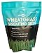 Photo Wheatgrass Seeds | Non GMO | Grown in USA Wheat Grass Seeds | from Our Farm to Your Table (1 Pound) review