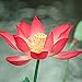 Photo 10 Pièces Lotus Frais Des Graines Fleur De Nénuphar Rouge Pour La Plantation De Serre De Fleurs D'été Pousse Toute L'année Belle Décoration De Paysage examen