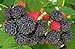 Photo Raspberry Great Garden Fruit Bush by Seed Kingdom (800 Seeds) review