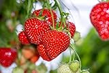 Giant Strawberry Seeds, (Isla's Garden Seeds), 50 Heirloom Seeds Per Packet, Non GMO Seeds, Botanical Name: Fragaria vesca Photo, new 2024, best price $8.65 ($0.17 / Count) review