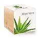Foto Feel Green 296244 Ecocube Aloe Vera, Nachhaltige Geschenkidee (100% Eco Friendly), Grow Your Own/Anzuchtset, Pflanzen Im Holzwürfel, Made in Austria Rezension