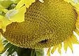 25 Seeds (PKD) Sunzilla Sunflower Photo, new 2024, best price $40.00 review