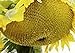 Photo 25 Seeds (PKD) Sunzilla Sunflower review